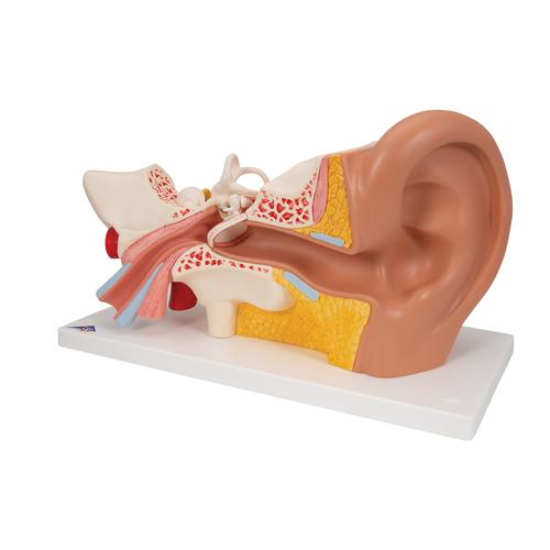 Модель уха, 3-кратное увеличение, 4 части - 3B Smart Anatomy, 1000250 [E10], Модели уха, горла, носа