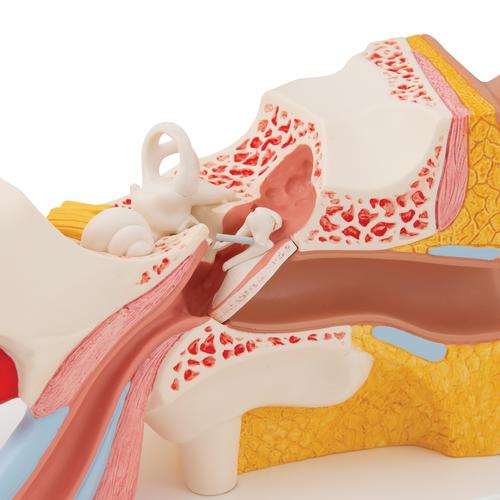 Modèle anatomique de l'oreille, agrandie 3 fois, en 4 parties - 3B Smart Anatomy, 1000250 [E10], Modèles ORL