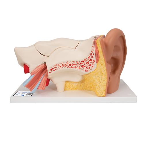 Fül, az eredeti méret 3-szorosa, 6 részes - 3B Smart Anatomy, 1000251 [E11], Fül-orr-gégészeti modellek