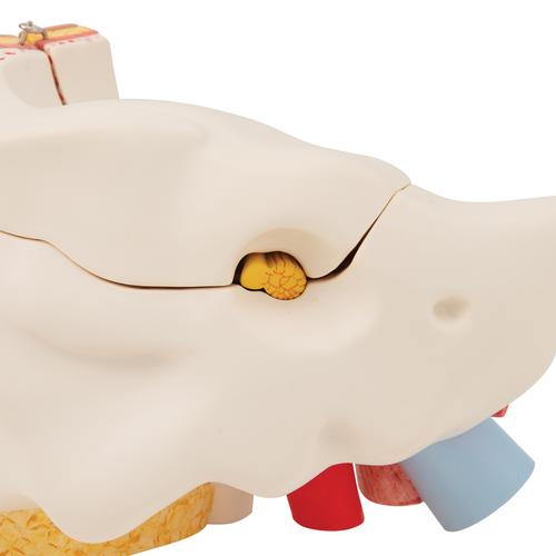Ohrmodell, 3-fache Gr&ouml;&szlig;e, 6-teilig, 1000251 [E11], Hals, Nase und Ohrenmodelle