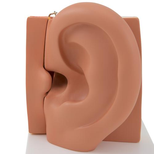 Fül, az eredeti méret 3-szorosa, 6 részes - 3B Smart Anatomy, 1000251 [E11], Fül-orr-gégészeti modellek