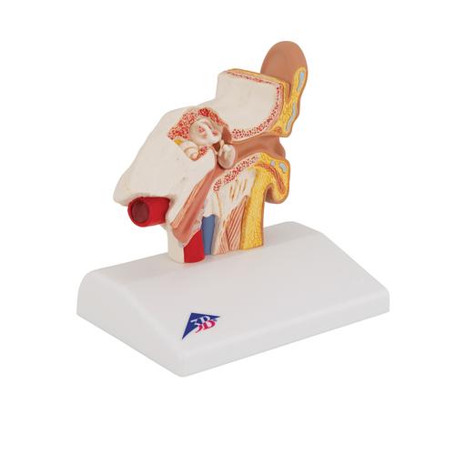 Asztali fülmodell, 1,5-szeres nagyítás - 3B Smart Anatomy, 1000252 [E12], Fül-orr-gégészeti modellek