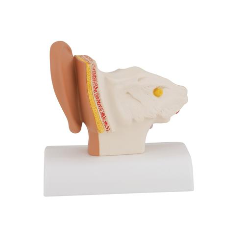 Модель уха, 1.5-кратное увеличение - 3B Smart Anatomy, 1000252 [E12], Модели уха, горла, носа