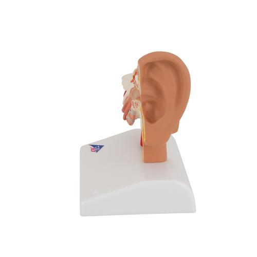 Modelo de ouvido para mesa, 1.5 vezes o tamanho natural, 1000252 [E12], Modelo de pescoço, nariz e orelhas