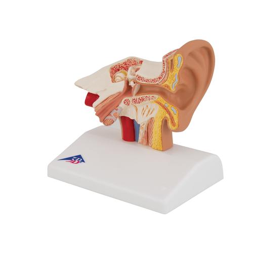 Asztali fülmodell, 1,5-szeres nagyítás - 3B Smart Anatomy, 1000252 [E12], Fül-orr-gégészeti modellek