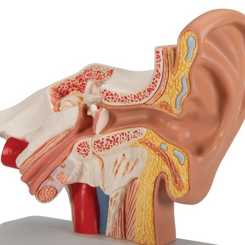 Модель уха, 1.5-кратное увеличение - 3B Smart Anatomy, 1000252 [E12], Модели уха, горла, носа