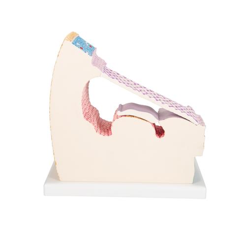 Модель «Кортиев орган» - 3B Smart Anatomy, 1010005 [E14], Модели уха, горла, носа