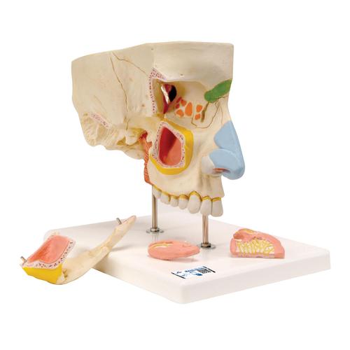Модель носа с околоносовыми пазухами, 5 частей - 3B Smart Anatomy, 1000254 [E20], Модели уха, горла, носа