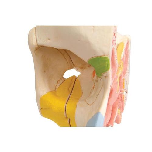 부비동이 있는 코 모형 Nose Model with Paranasal Sinuses, 5 part - 3B Smart Anatomy, 1000254 [E20], 귀 모형