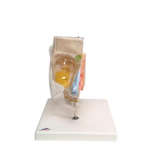 Модель носа с околоносовыми пазухами, 5 частей - 3B Smart Anatomy, 1000254 [E20], Модели уха, горла, носа