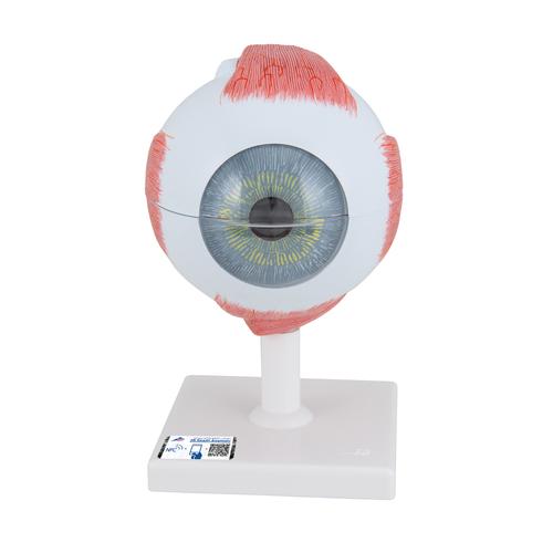 Modèle anatomique de l'oeil, agrandi 5 fois, en 6 parties - 3B Smart Anatomy, 1000255 [F10], Modèles de l'œil