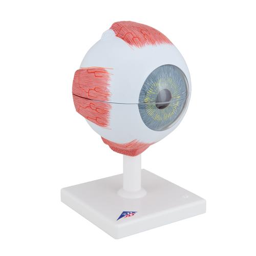 안구 모형 Eye, 5 times full-size, 6 part - 3B Smart Anatomy, 1000255 [F10], 눈 모형