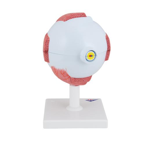 Szem, eredeti m&eacute;ret 5-sz&ouml;r&ouml;se, 6 r&eacute;szes, 1000255 [F10], Szem modellek