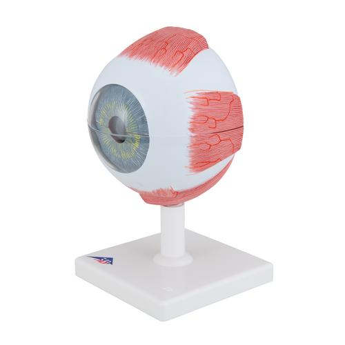 Göz, 5 kat büyütülmüş, 6 parçalı - 3B Smart Anatomy, 1000255 [F10], Göz Modelleri