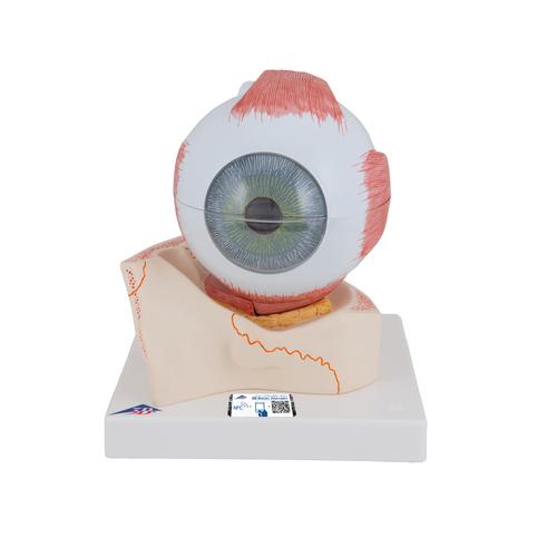Occhio, ingrandito 5 volte, in 7 parti - 3B Smart Anatomy, 1000256 [F11], Modelli di Occhio