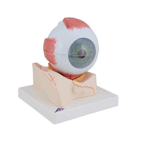 眼模型，实物的5倍，7部分 - 3B Smart Anatomy, 1000256 [F11], 眼睛模型