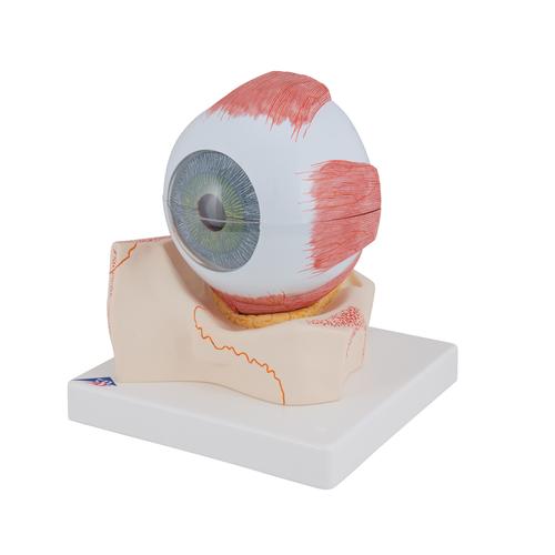 眼模型，实物的5倍，7部分 - 3B Smart Anatomy, 1000256 [F11], 眼睛模型