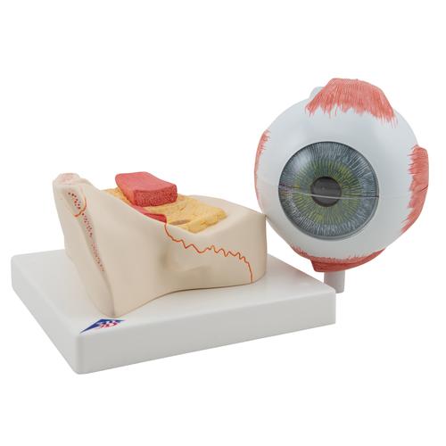 안구 모형 5배 확대 7파트  Human Eye Model, 5 times Full-Size, 7 part - 3B Smart Anatomy, 1000256 [F11], 눈 모형