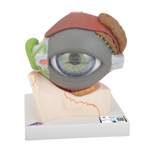 Göz, 5 kat büyütülmüş, 8 parçalı - 3B Smart Anatomy, 1000257 [F12], Göz Modelleri