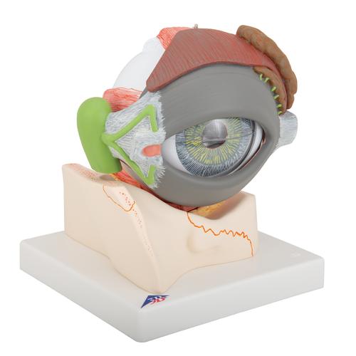 안구 모형 5배확대, 8파트 분리 Human Eye Model, 5 times full-size, 8 part - 3B Smart Anatomy, 1000257 [F12], 눈 모형