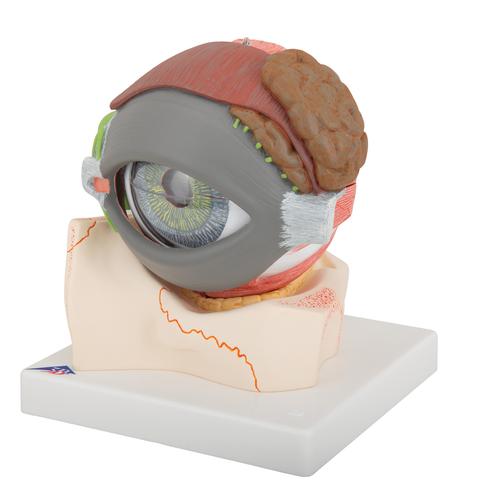 眼模型，实物的5倍，8部分 - 3B Smart Anatomy, 1000257 [F12], 眼睛模型