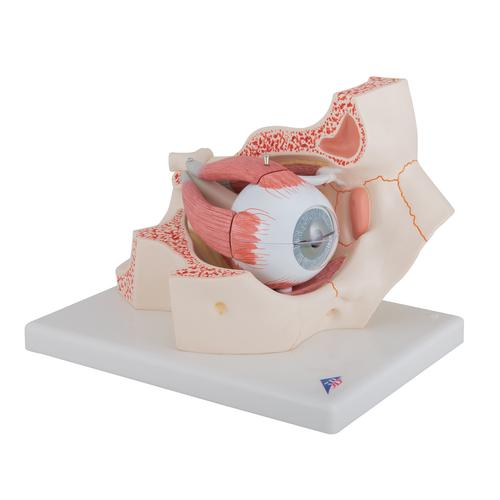 Modell vom Auge in Augenhöhle, 3-fache Größe, 7-teilig - 3B Smart Anatomy, 1000258 [F13], Augenmodelle