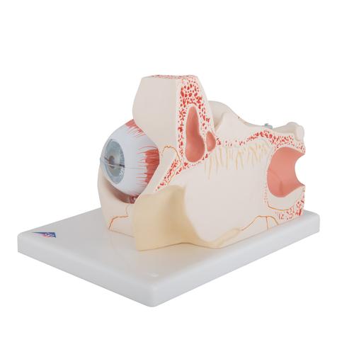 Modell vom Auge in Augenhöhle, 3-fache Größe, 7-teilig - 3B Smart Anatomy, 1000258 [F13], Augenmodelle