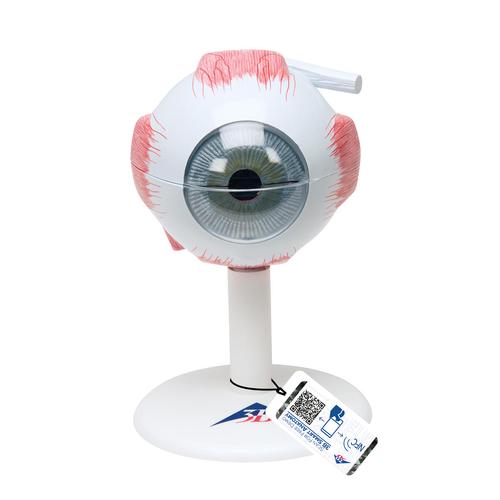 안구모형 3배확대, 6파트 Eye, 3 times full-size, 6 part - 3B Smart Anatomy, 1000259 [F15], 눈 모형