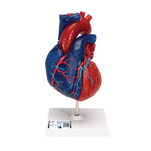 为教学进行上色，以展示血液流动 - 3B Smart Anatomy, 1010007 [G01/1], 心脏和循环系统模型