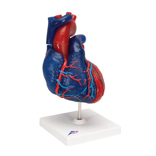 Modelo de corazón magnético, tamaño real, 5 piezas - 3B Smart Anatomy, 1010007 [G01/1], Modelos de Corazón