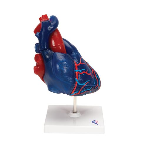 심장 모형 Life-Size Human Heart Model, 5 parts - 3B Smart Anatomy, 1010007 [G01/1], 심장 및 순환기 모형