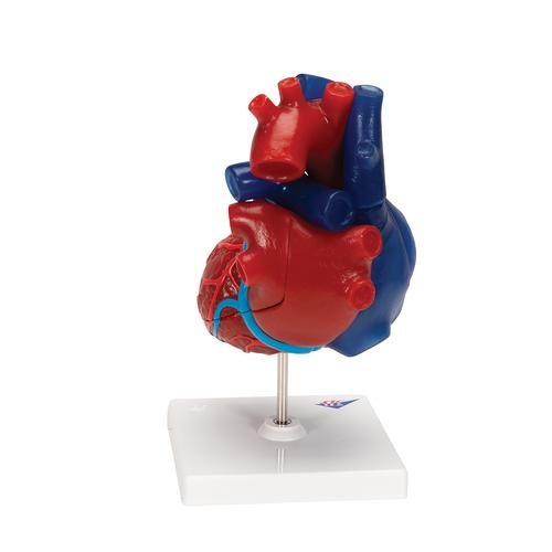 Mod&egrave;le de c&oelig;ur magn&eacute;tique, taille naturelle, 5 pi&egrave;ces, 1010007 [G01/1], Mod&egrave;les c&oelig;ur et circulation