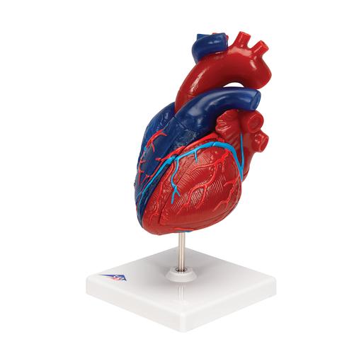 심장 모형 Life-Size Human Heart Model, 5 parts - 3B Smart Anatomy, 1010007 [G01/1], 심장 및 순환기 모형