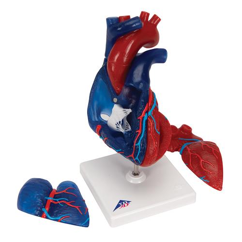 Mágneses szív modell, 5 részes, életnagyságú, 1010007 [G01/1], Szív és érrendszeri modellek