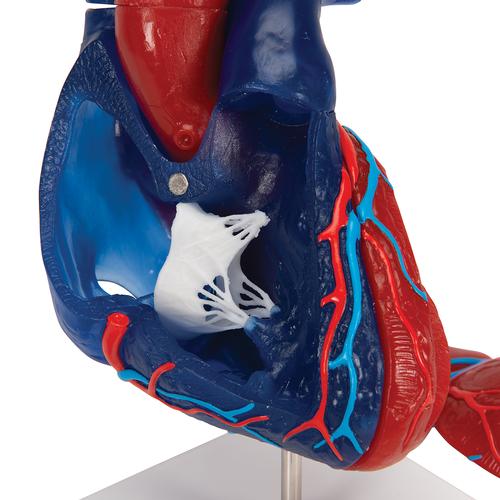 Mod&egrave;le de c&oelig;ur magn&eacute;tique, taille naturelle, 5 pi&egrave;ces, 1010007 [G01/1], Mod&egrave;les c&oelig;ur et circulation