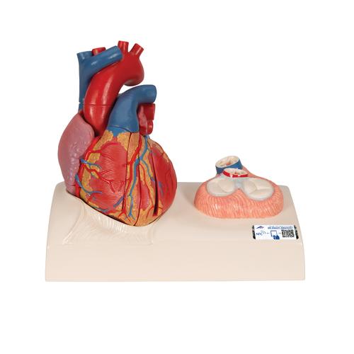 Modelo de coração magnêtico, tamanho real, 5 peças, 1010006 [G01], Modelo de coração e circulação