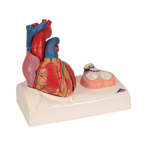 Modèle de cœur magnétique, taille naturelle, 5 pièces - 3B Smart Anatomy, 1010006 [G01], Modèles cœur et circulation
