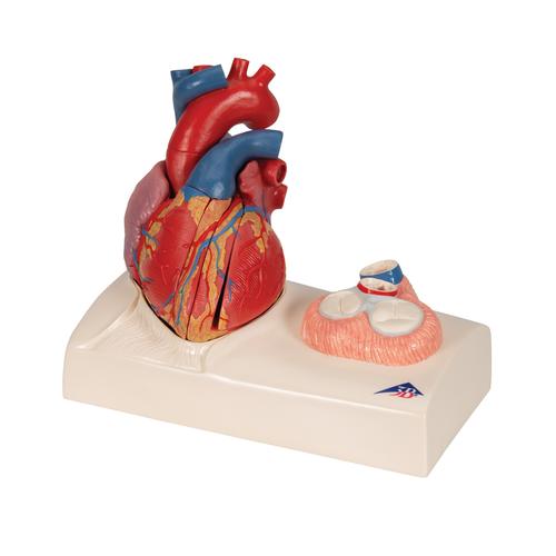 Modèle de cœur magnétique, taille naturelle, 5 pièces - 3B Smart Anatomy, 1010006 [G01], Modèles cœur et circulation