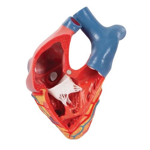 Life-Size Human Heart Model, 5 parts with Representation of Systole - 3B Smart Anatomy, 1010006 [G01], Szív és érrendszeri modellek
