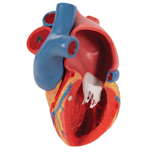 Modelo de coração humano em tamanho real com representação de sístole, 5 partes , 1010006 [G01], Modelo de coração e circulação