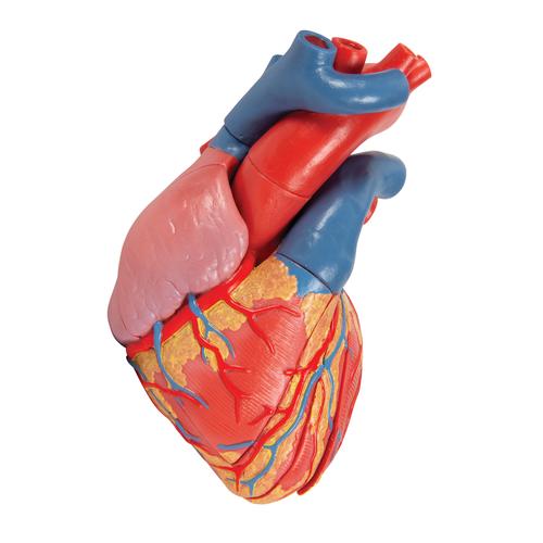 Life-Size Human Heart Model, 5 parts with Representation of Systole  - 3B Smart Anatomy, 1010006 [G01], Human Heart Models