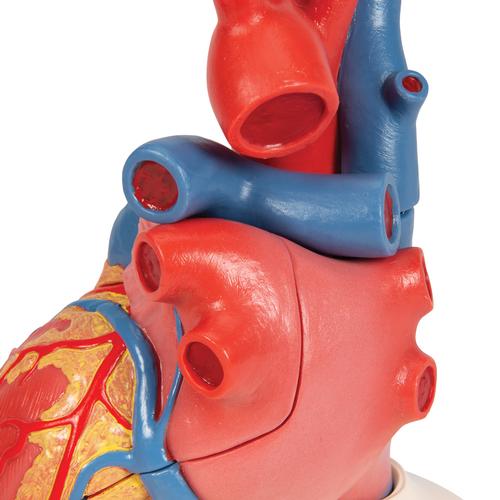 Life-Size Human Heart Model, 5 parts with Representation of Systole - 3B Smart Anatomy, 1010006 [G01], Szív és érrendszeri modellek