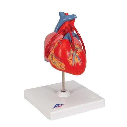 Cœur classique avec pontage, en 2 parties - 3B Smart Anatomy, 1017837 [G05], Modèles cœur et circulation