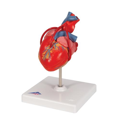 Classic Human Heart Model with Bypass, 2 part - 3B Smart Anatomy, 1017837 [G05], Heart Health and Fitness Education
