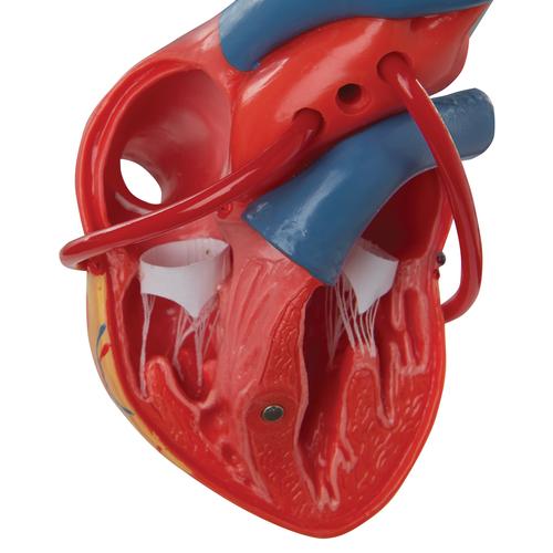 Baypaslı klasik kalp, 2 parçalı - 3B Smart Anatomy, 1017837 [G05], Kalp ve Dolaşım Modelleri