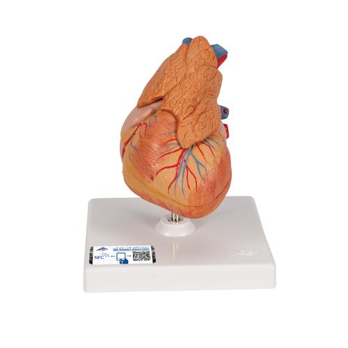 Klasszikus szív csecsemőmiriggyel, 3 részes - 3B Smart Anatomy, 1000265 [G08/1], Szív és érrendszeri modellek