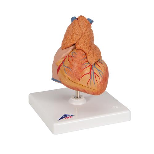 Timüslü klasik kalp, 3 parçalı - 3B Smart Anatomy, 1000265 [G08/1], Kalp ve Dolaşım Modelleri