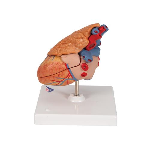 C&oelig;ur classique avec thymus, en 3 parties, 1000265 [G08/1], Mod&egrave;les c&oelig;ur et circulation