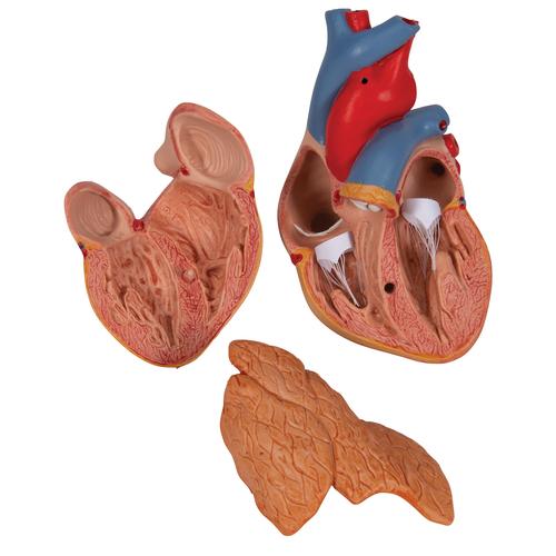 Timüslü Klasik Kalp Modeli, 3 parçalı - 3B Smart Anatomy, 1000265 [G08/1], Kalp ve Dolaşım Modelleri