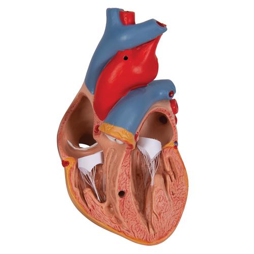 C&oelig;ur classique avec thymus, en 3 parties, 1000265 [G08/1], Mod&egrave;les c&oelig;ur et circulation